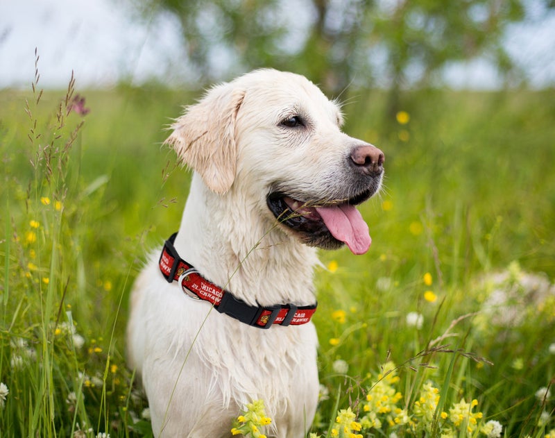 Pets First NHL Collar for Dogs & Cats. Adjustable, Cute, & Stylish! The Ultimate Hockey Fan Collar! - Image 3